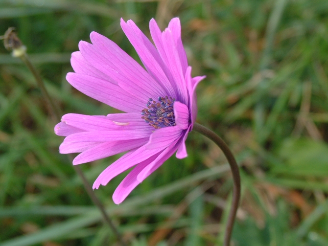 Anemone apennina e Anemone hortensis